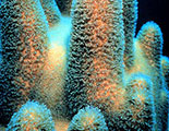 Test sobre el coral (1-16)