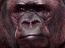 A gorilla wants to talk to you